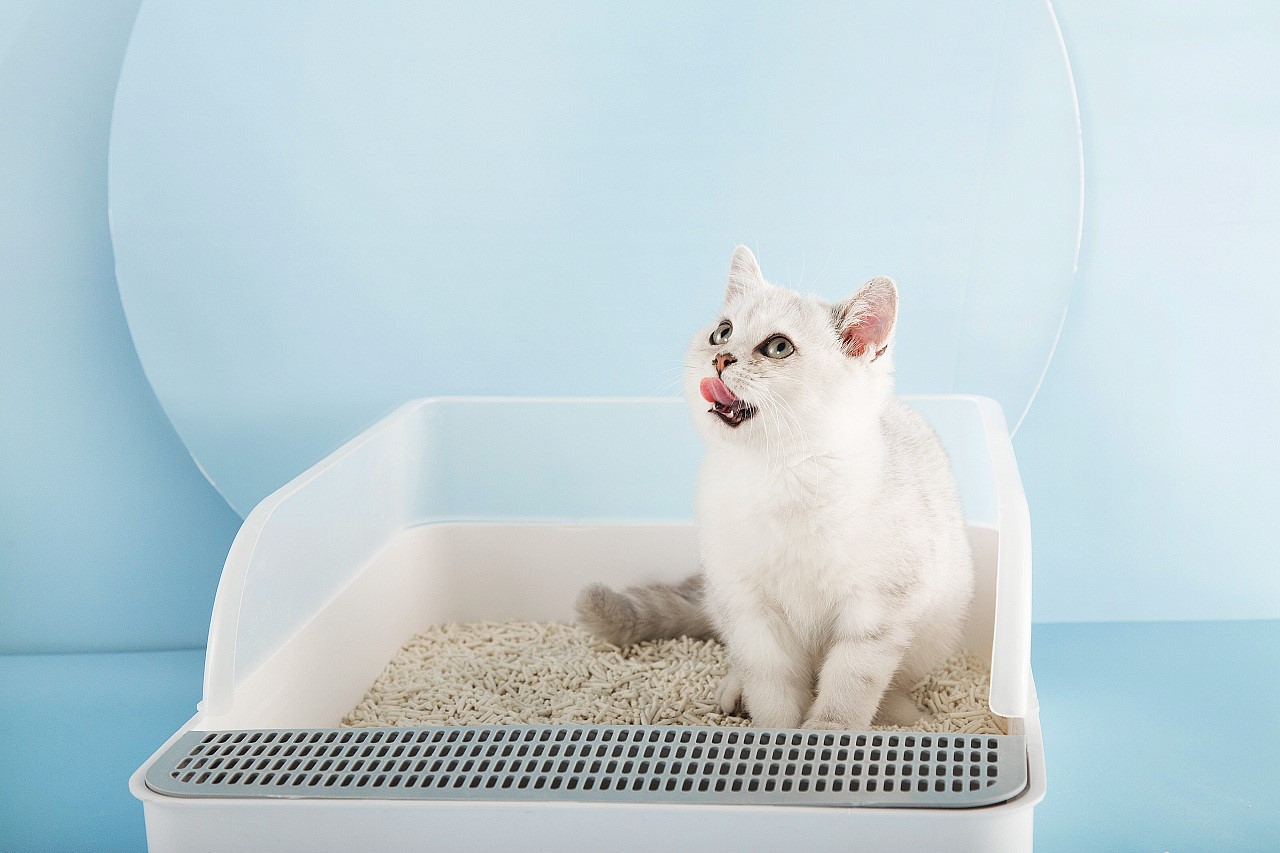 cat-litter-2